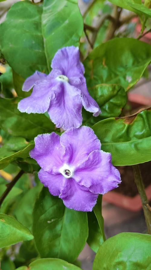 紫色茉莉花的寓意是什么？紫色茉莉代表什么？