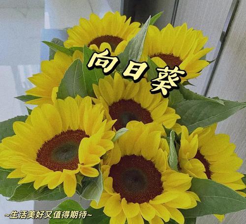 金色花象征着什么？光辉的含义在花语中代表什么？