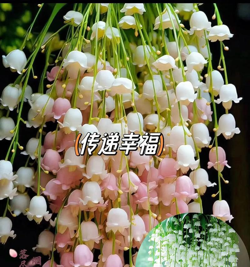 哪种花象征家人带来的幸福？它的花语是什么？