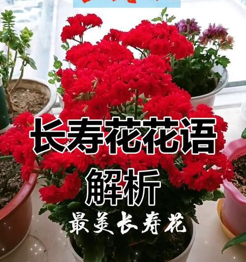 哪种花象征家人带来的幸福？它的花语是什么？