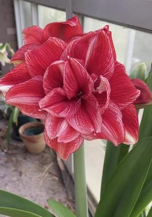 荣华富贵的花有哪些？它们的寓意是什么？