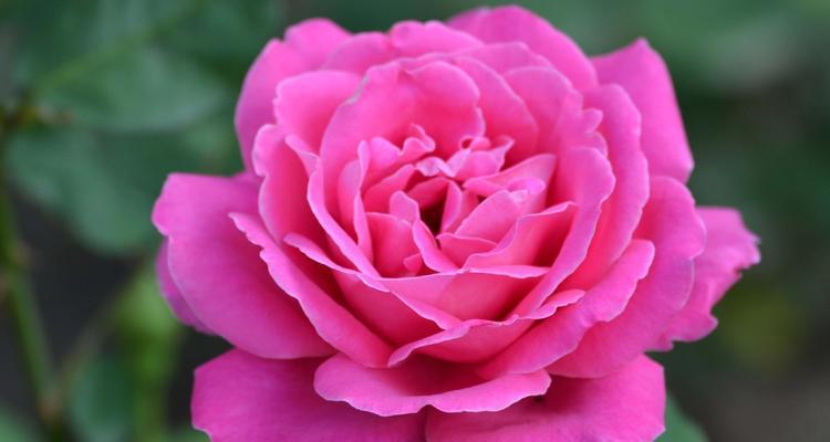 粉色花象征着什么？粉色花的寓意是什么？