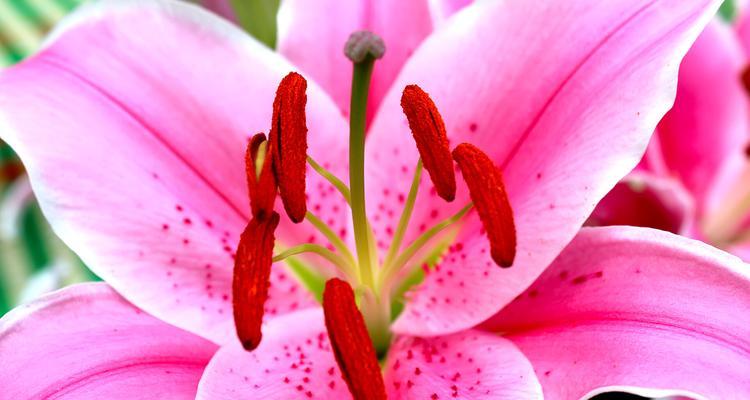 粉色花象征着什么？粉色花的寓意是什么？