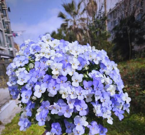 蓝白色花卉的花语和寓意是什么？它们代表什么？