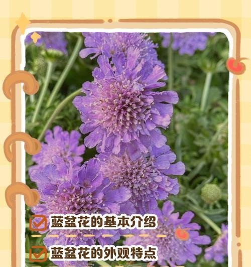 腰果花的蓝色和绿色代表什么？它们的象征意义是什么？