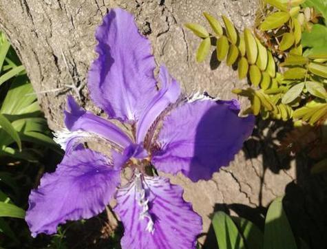深紫色的花代表什么寓意？深紫色花的象征意义是什么？