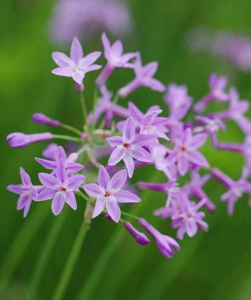 深紫色的花代表什么寓意？深紫色花的象征意义是什么？