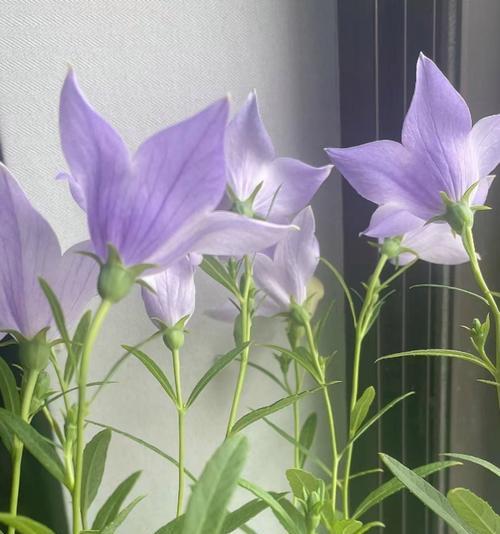 橘色桔梗花的寓意与象征是什么？