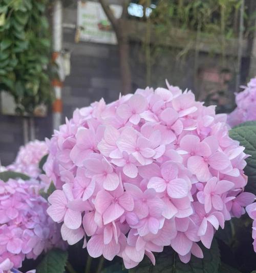 绣球花和粉色玫瑰花组合的寓意是什么？