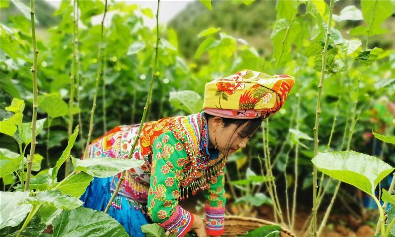 蚕花节的寓意及象征风俗是什么？它代表什么？