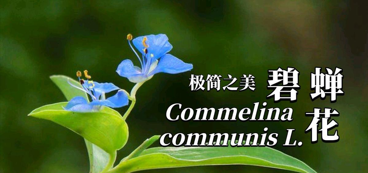 蚕花节的寓意及象征风俗是什么？它代表什么？