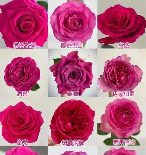 玫红色芭比的花语是什么？玫红色代表什么花语？