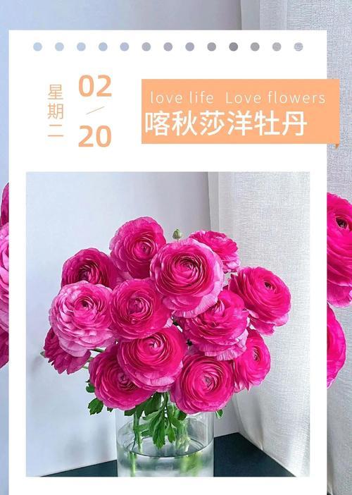 玫红色芭比的花语是什么？玫红色代表什么花语？