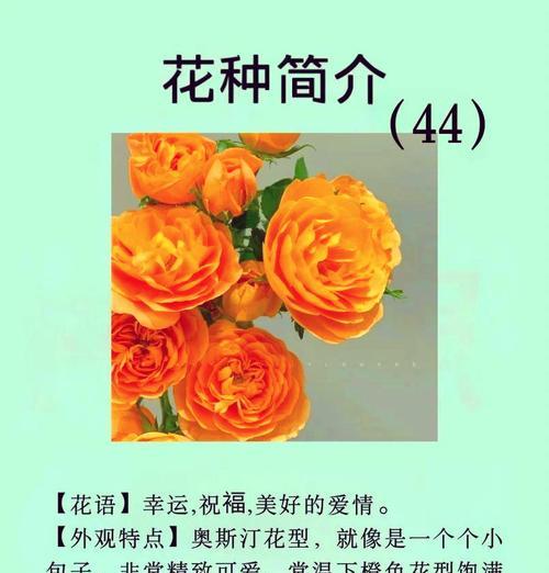 哪种花的花语代表着期待爱情？如何通过花语表达爱意？
