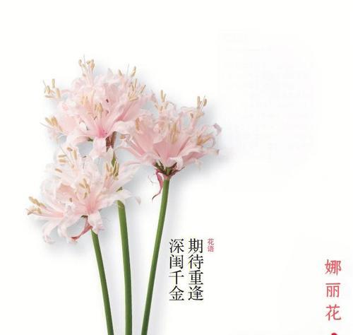哪种花的花语代表着期待爱情？如何通过花语表达爱意？