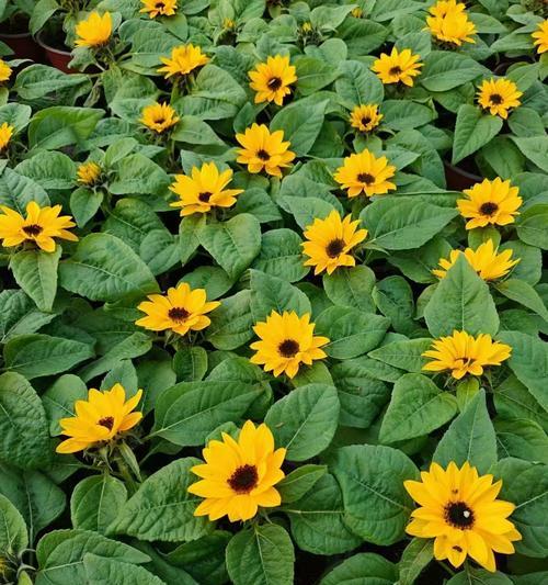 黄色和绿色的花分别象征着什么？