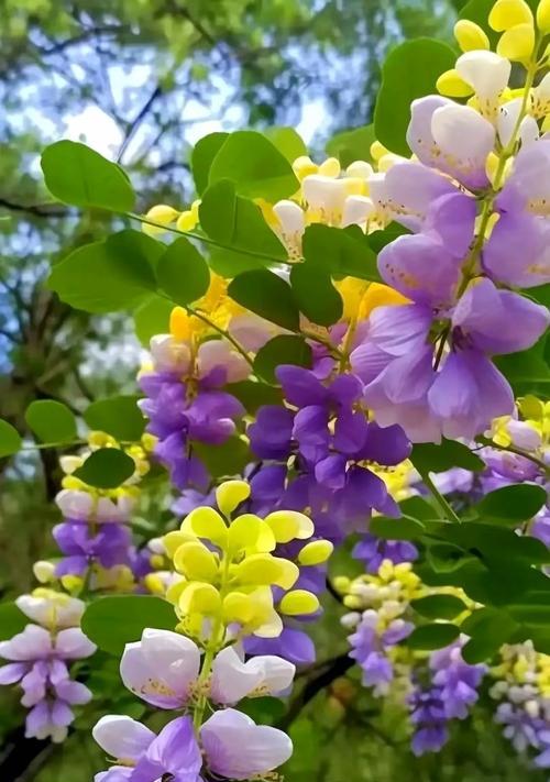 黄色和绿色的花分别象征着什么？