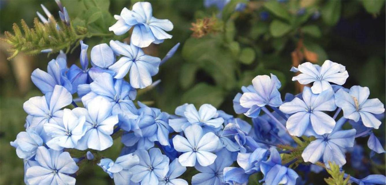 浅蓝色的花寓意是什么？浅蓝色花代表的含义有哪些？