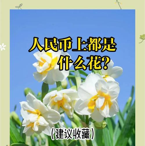 哪些花寓意身体健康？健康之花的含义是什么？