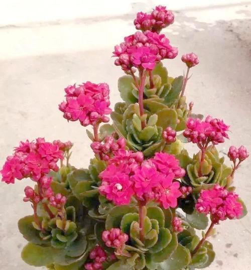 哪些花寓意身体健康？健康之花的含义是什么？