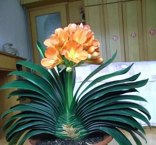 哪些花寓意身体健康？健康之花的含义是什么？