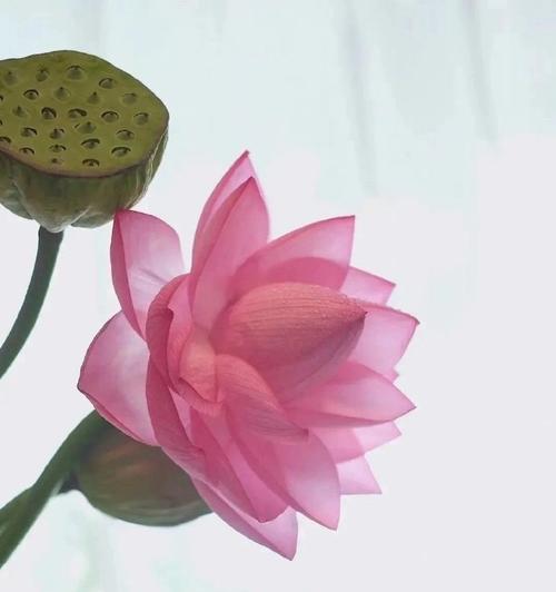 哪种花寓意顺利成功？顺利成功的花语有哪些？