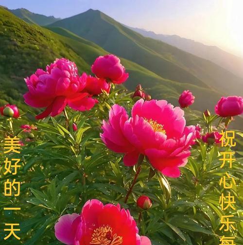 哪种花寓意顺利成功？顺利成功的花语有哪些？
