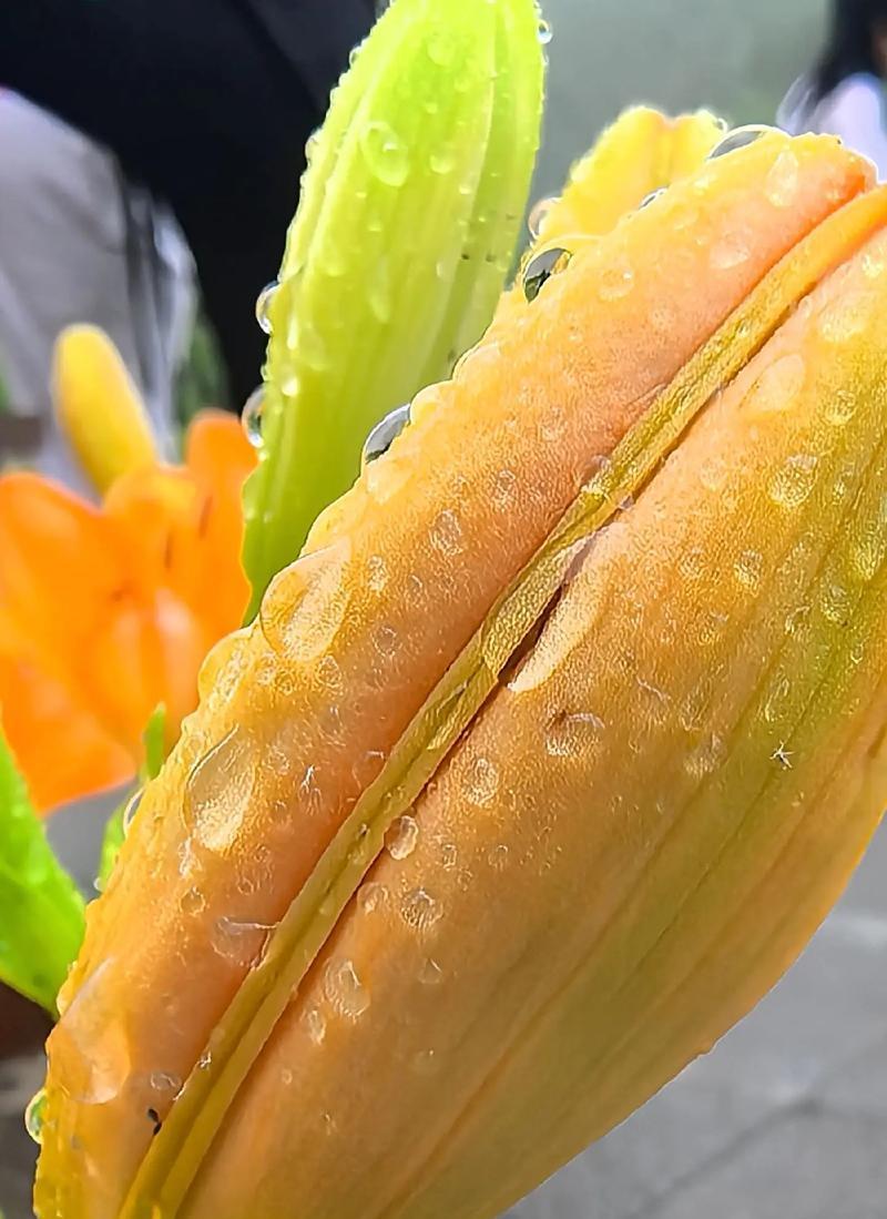 哪种花寓意顺利成功？顺利成功的花语有哪些？