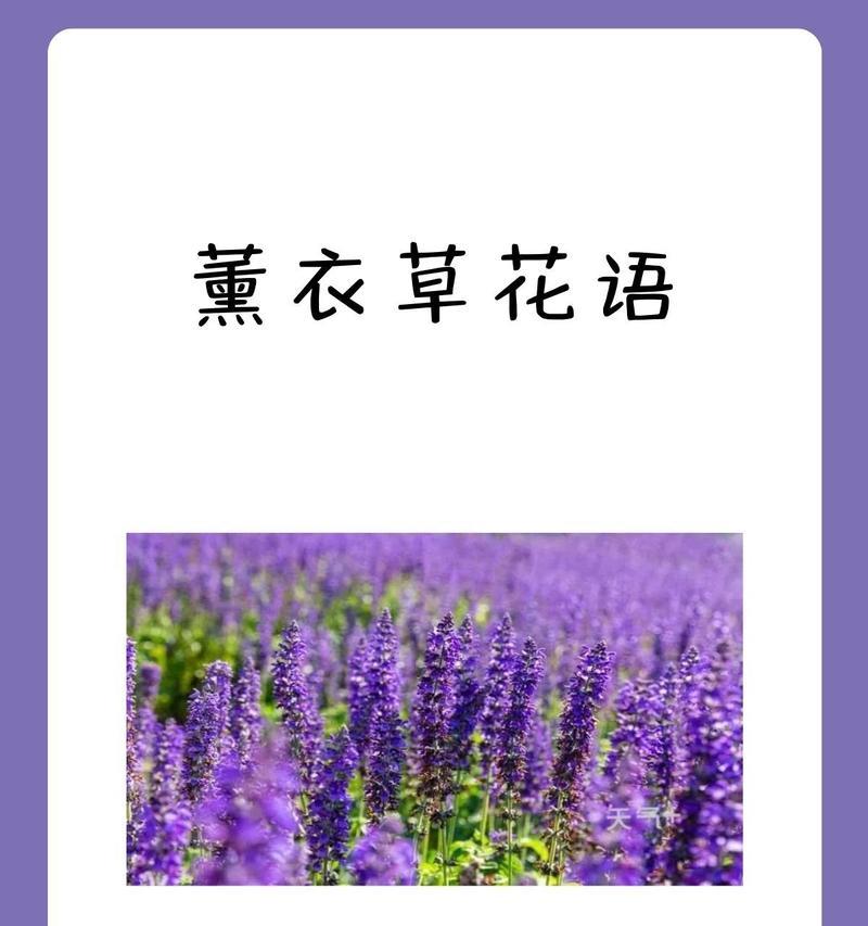 be爱情的花语是什么？
