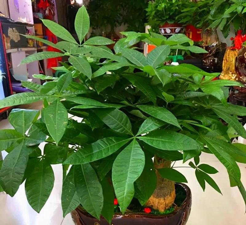 哪些花寓意身体健康适合送人？
