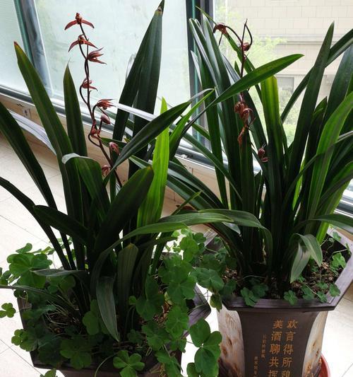 四时花不谢八节草常青代表什么？这种说法的含义是什么？