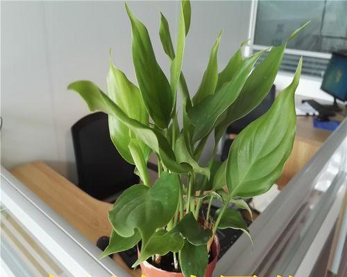 四时花不谢八节草常青代表什么？这种说法的含义是什么？