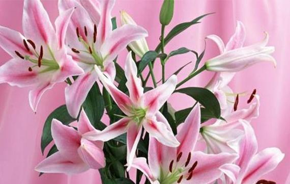 粉色百合花代表什么寓意？粉色百合的花语是什么？