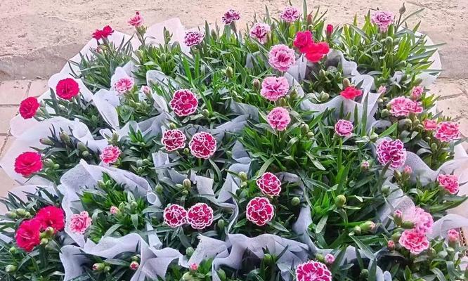 哪些花象征母亲节？它们的寓意是什么？
