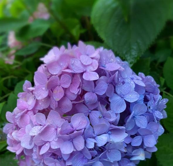 酉阳紫色花的花语是什么？紫色花有哪些特别的寓意？