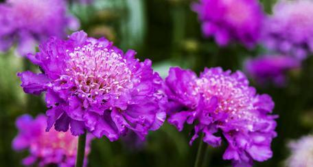 哪些紫色花品种寓意好？紫色花卉的花语有哪些？