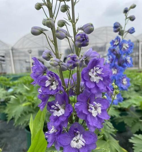 蓝色和紫色花有哪些寓意？它们象征着什么？