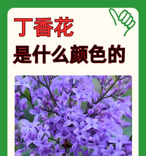 蓝色和紫色花有哪些寓意？它们象征着什么？