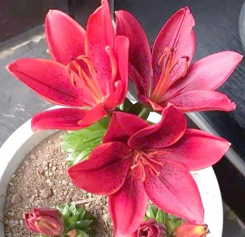 红色百合花代表什么寓意？