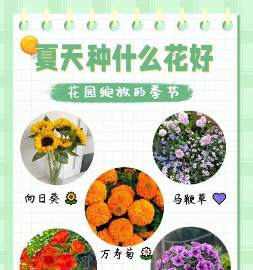 哪种颜色的花象征着什么？它们的寓意是什么？