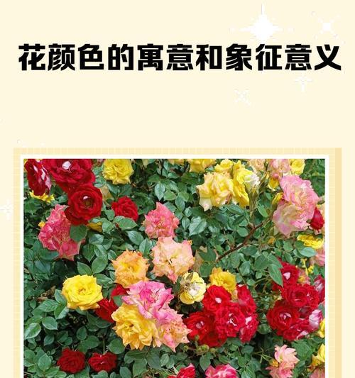 哪种颜色的花象征着什么？它们的寓意是什么？