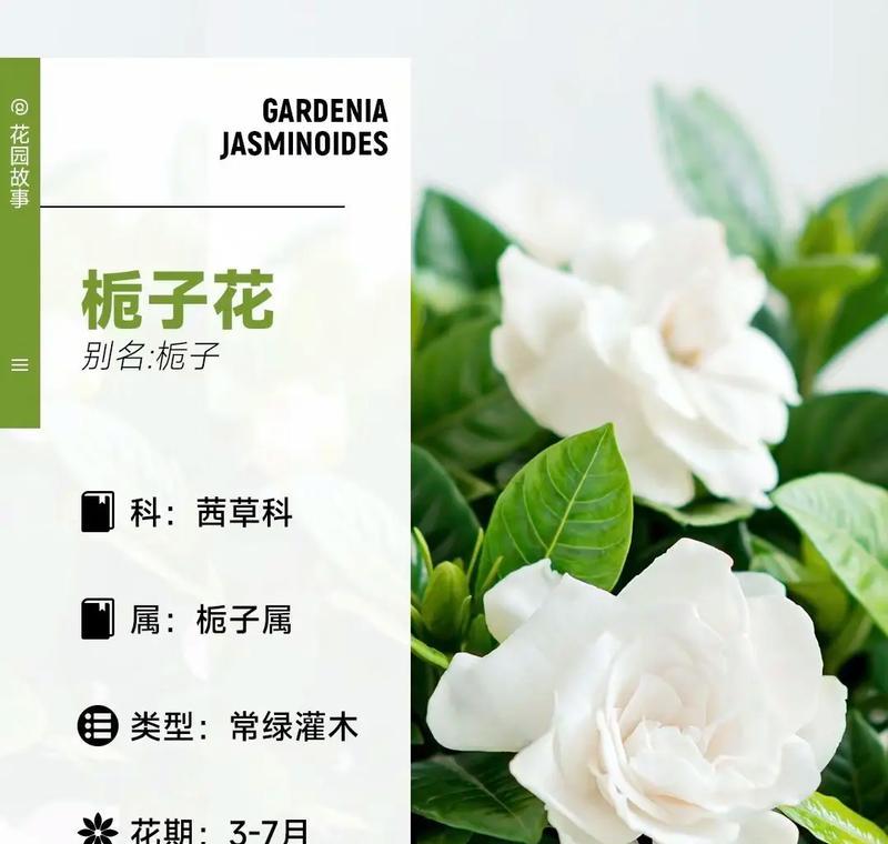 友谊胜过爱情的花语是什么？它传达了怎样的情感？