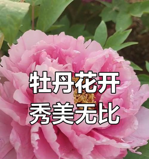 牡丹花富贵满堂是什么意思？牡丹花的寓意有哪些？