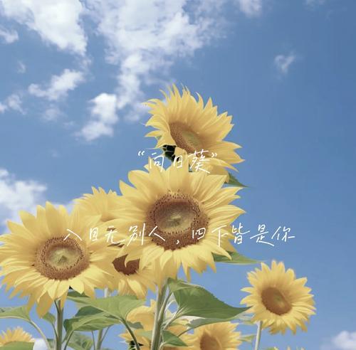 客厅挂蓝色桔梗花有什么寓意？蓝色桔梗花的花语是什么？