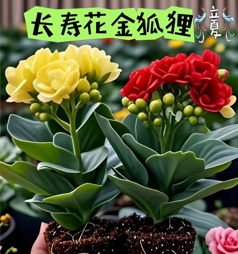 长寿花在家里养有什么意义？它们象征着什么？