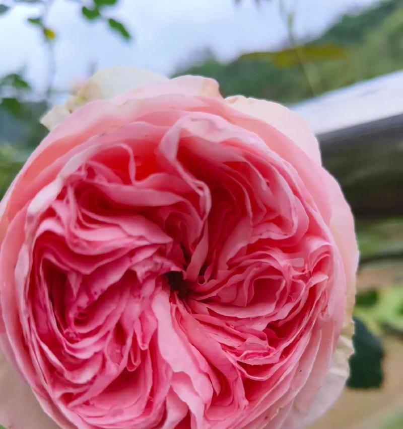 粉色绣球花在庭院中代表什么花语？