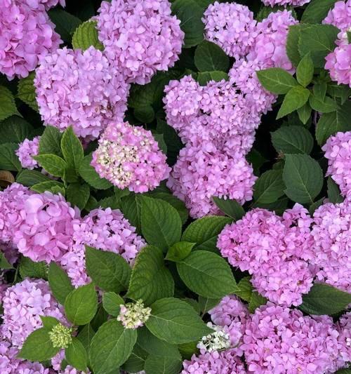 粉色绣球花在庭院中代表什么花语？