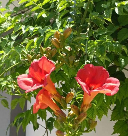 绿色凌霄花的寓意是什么？它的花语有哪些？