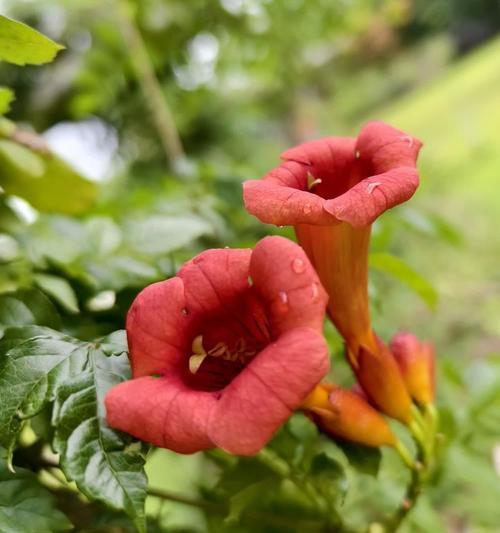 绿色凌霄花的寓意是什么？它的花语有哪些？