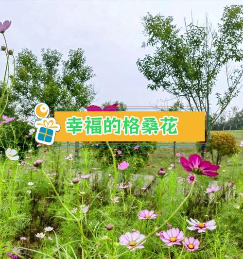 象征幸福和美好的格桑花是什么？格桑花的文化意义？